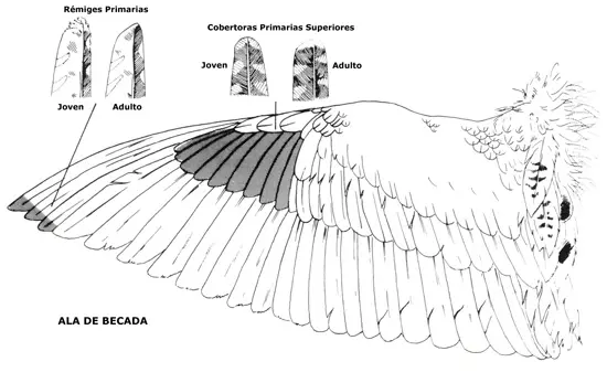 Esquema de ala de becada