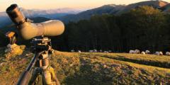 A202lindus.jpg